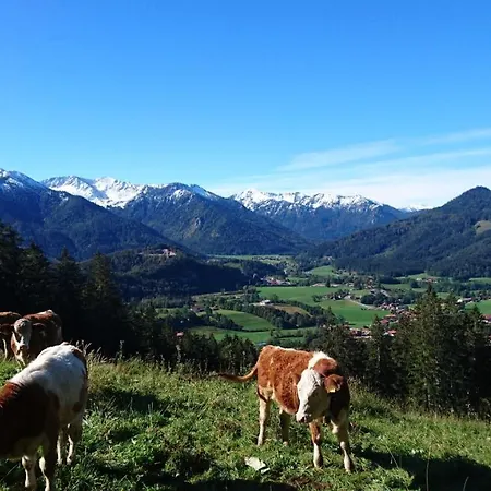 Hermann *